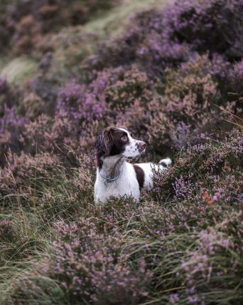 Ebenfalls aus dem Lake District stammt das zweitplatzierte Foto in dieser Kategorie von Katie Beham aus England. Als English Springer Spaniel ist Belle darauf gezüchtet, geschossenes Wild zurück zum Jäger zu bringen. Deshalb ist sie immer aufmerksam und erkundigt die Felder.