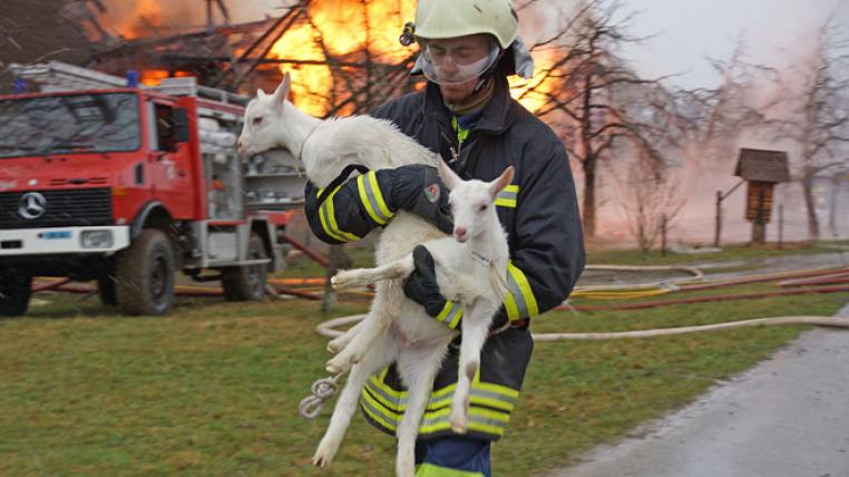 Wenn es brennt, scheut die Feuerwehr keine Gefahren, um Tiere zu retten.
