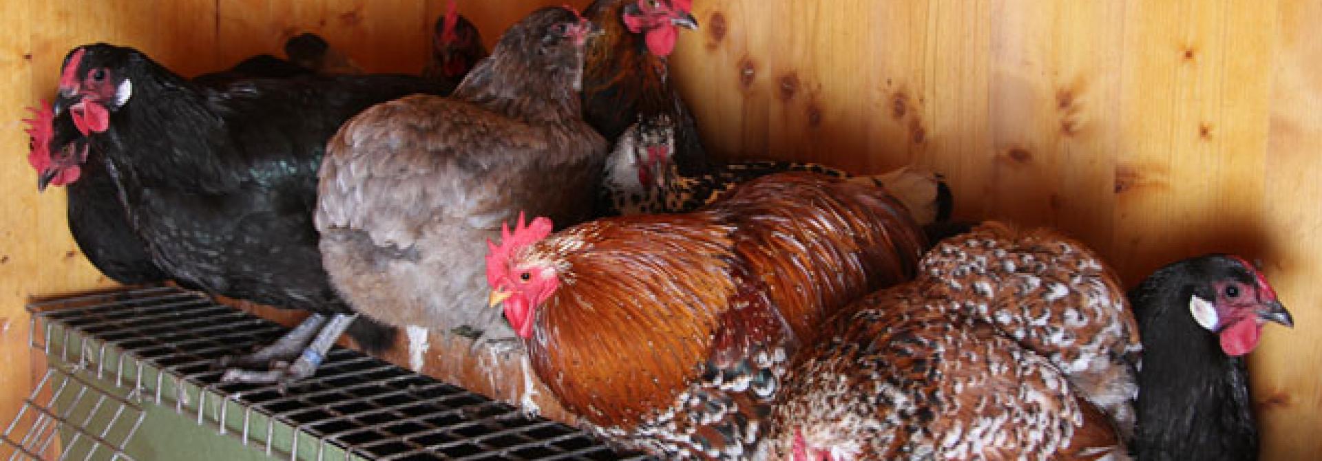 Zur Eierproduktion braucht es Licht - tierwelt.ch | TierWelt