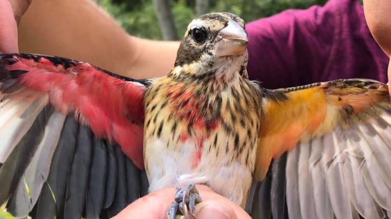 Die rechte Hälfte des Vogels (vom Vogel aus gesehen) zeigt eine männliche Gefiederfärbung mit blutroten Unterflügeldecken, die linke Seite dagegen ist weiblichen.