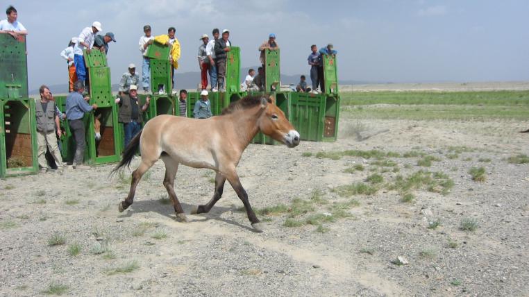 Przewalskipferde, auch Takhis genannt, galten einst als ausgestorben. Mittlerweile leben wieder 300 dieser Pferde in der Mongolei (das Bild zeigt eine Freilassung in der Mongolei nach erfolgreicher Zucht).