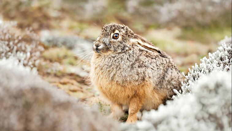 ÄthiopischerHochlandhase (Lepus starcki):Diese Hasenart ist im Bergland Äthiopiens heimisch. Sie ernährt sich von den Kräutern und Gräsern, die dort, in 2200 bis 4400 Metern Höhe, wachsen. Ihr Lebensraum ist relativ klein. Darin kommt sie allerdings recht häufig vor.