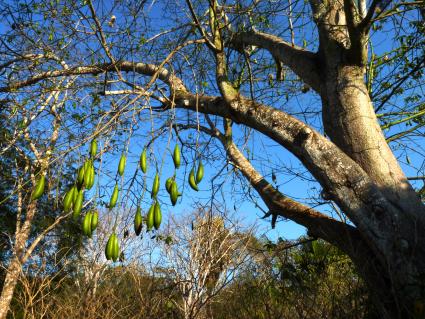 Die Vegetation der Insel ist geprägt von trockenen Monsunwäldern. Dort wächst auch der Kapokbaum, aus dessen Früchten Kapokfasern, auch Pflanzendaunen genannt, gewonnen werden, die für verschiedene Zwecke genutzt werden können.