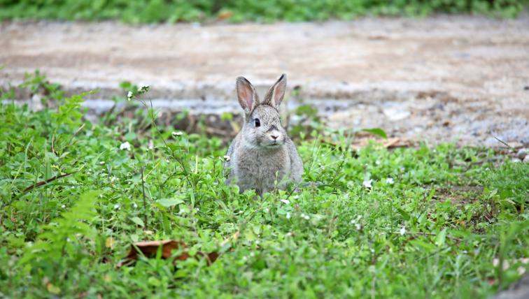 Chinesischer Hase (Lepus sinensis): Die rund 40Zentimeter langen
Chinesischen Hasen leben an der chinesischen Ostküste sowie in Taiwan. Wie die meisten anderen Hasen– im Gegensatz zu Kaninchen– gräbt
auch diese Art selber keine Höhlen. Hingegen nutzt sie gerne verlassene Bauten von anderen Tieren.