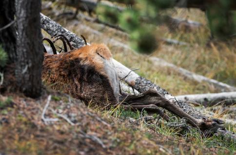 Stirbt ein Hirsch während eines Kampfes, entfernen Bott und seine Kollegen den Kopf, um das Geweih zu untersuchen und zu vermessen. Den Rest übernimmt die Natur.