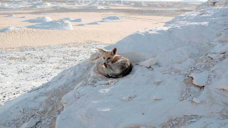 Ebenfalls ein Wüstenbewohner mit grossen Ohren ist der Rüpellfuchs (Vulpes ruepellii), auch Sandfuchs genannt. Er lebt wie der Fennek in der Sahara, dazu noch auf der arabischen Halbinsel und in Vorderasien.