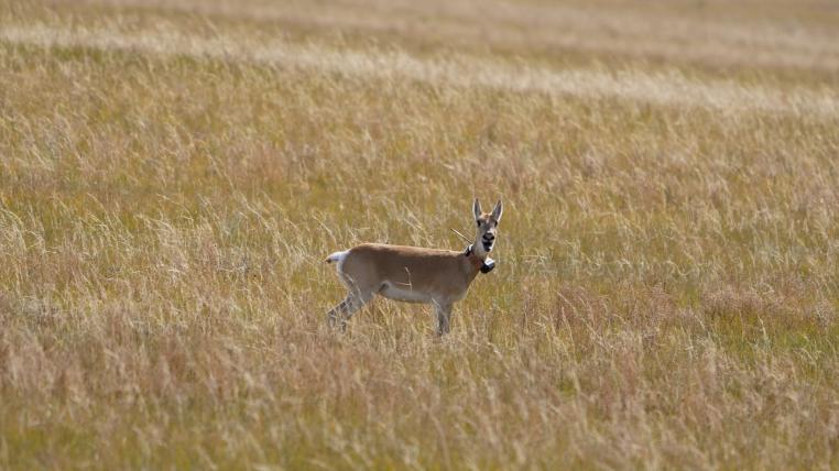 Die besenderete Gazelle stiess immer wieder in ihr unbekanntes Gebiet vor. Zum Kalben im Sommer pausierte das Tier in einem Schutzgebiet.