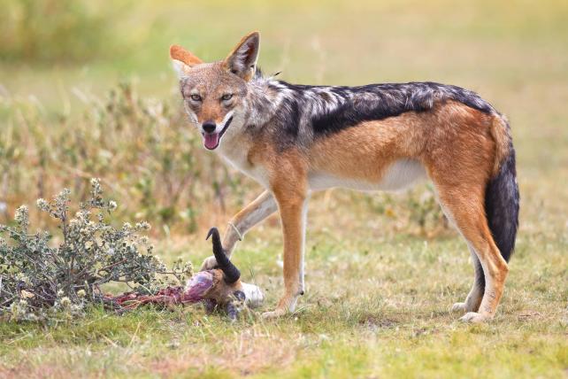 Der Schabrackenschakal, deutlich erkennbar an seinem schwarzen Rücken, lebt in der Savanne West- und Südafrikas. Er wird von der IUCN als «nicht gefährdet» eingestuft, wird aber in manchen Gegenden gejagt, weil er als Bedrohung für Nutztierherden gesehen wird und Überträger der Tollwut ist.