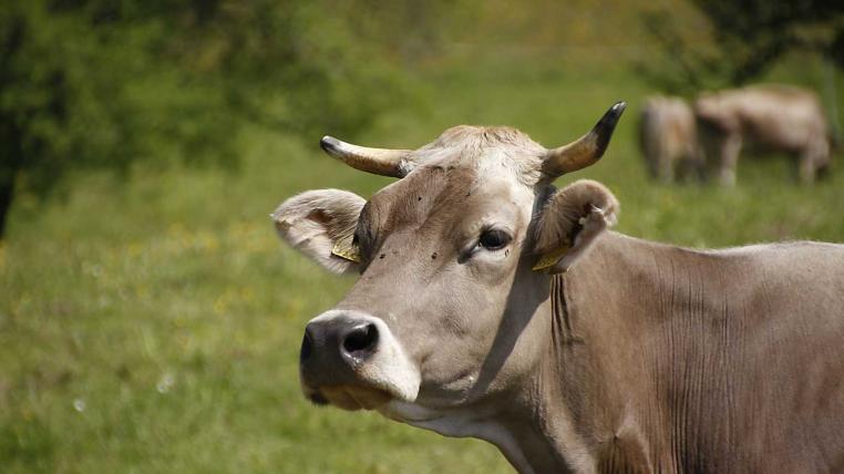Mehr Kühe als gedacht tragen Hörner 