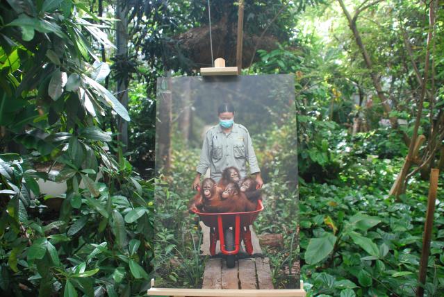 Die gemeinnützige Organisation Borneo Orangutan Survival (BOS) Schweiz setzt sich für den dauerhaften Schutz der Orang-Utans ein...