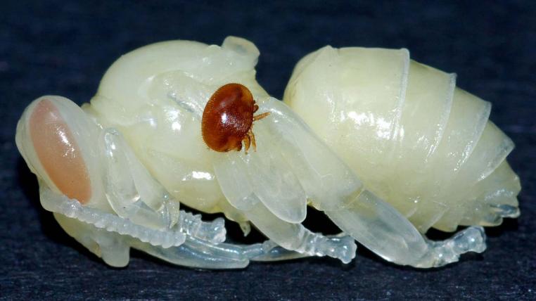 Eine Varroa-Milbe auf einer Puppe der Honigbiene.