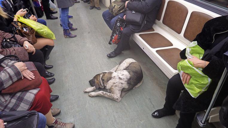 U-Bahn-Hunde von Moskau - tierwelt.ch | TierWelt