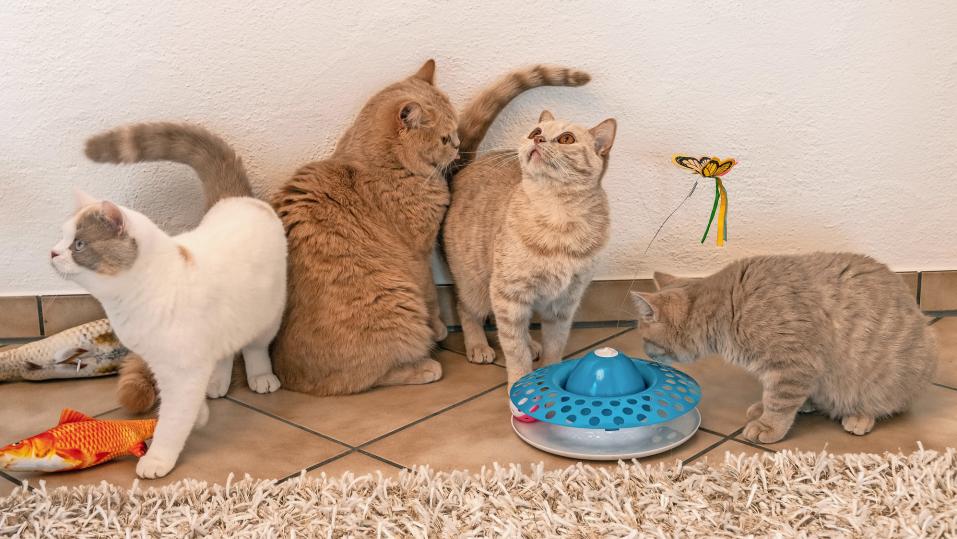 Britisch Kurzhaar leben gerne mit anderen Katzen zusammen.