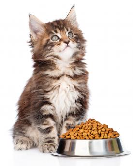 Im Katzenfutter landen oft auch tierische Neben­produkte in Form von Pulver oder Mehl.