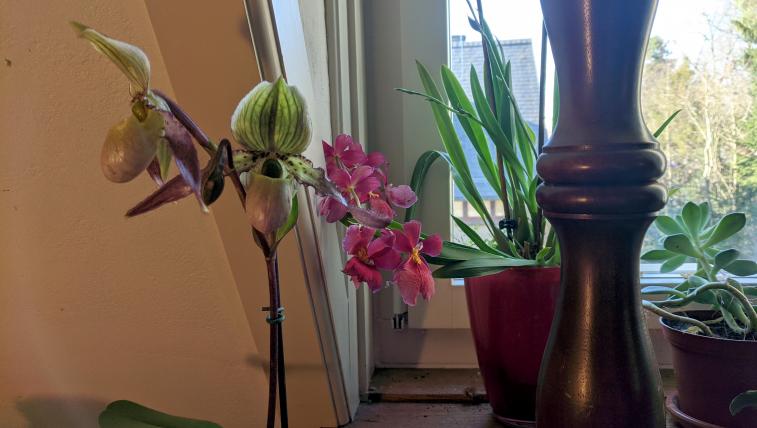 Sie wieder zum Blüten zu bringen, ist gar nicht mal so schwer. Die meisten Orchideen sind genügsam und brauchen nur genug Licht und eher wenig Wasser.