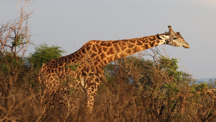... sowie viele weitere Tiere wie hier diese Giraffe.