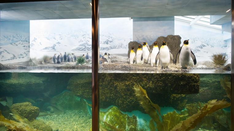 Die Königspinguine im Zoo Zürich flanierten erst wieder vor Publikum und müssen nun schon wieder im Innengehege bleiben.