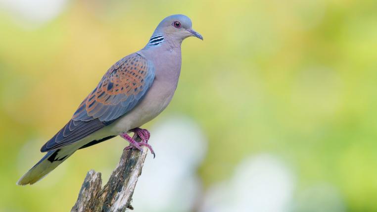 Neue Abschussquote für Turteltauben - tierwelt.ch | TierWelt