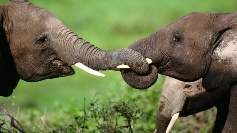 Fallen wegen ihren Stosszähnen aus Elfenbein immer wieder Wilderern zum Opfer: Afrikanische Elefanten.
