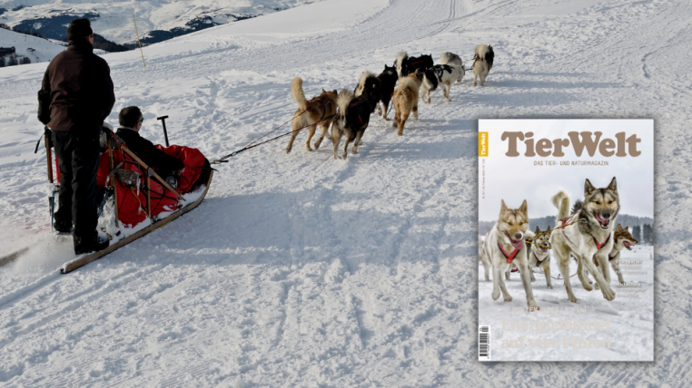 In der vierten Ausgabe der TierWelt 2022 geht es um Hunde, die den Schnee genauso lieben wie Menschen.