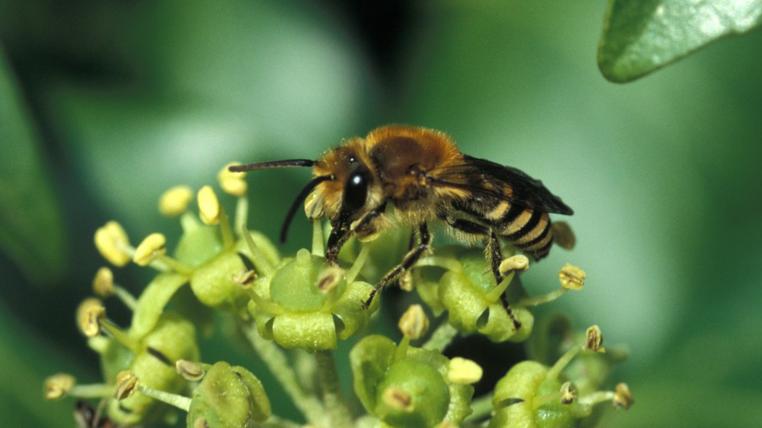 Wildbienen haben sich in Steinen SZ niedergelassen: Efeu-Seidenbienen sind friedlich und harmlos. Die weiblichen Insekten haben zwar einen Stachel, setzen diesen aber praktisch nie ein und fliegen bei Störungen lieber davon.