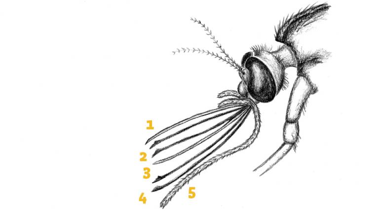 Die Mundwerkzeuge der Mücke: (1) Labrum, (2) Mandibeln, (3) Hydrophalanx, (4) Maxillen, (5) Labium.