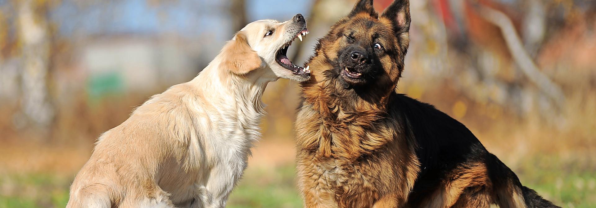 Hund bellt anderen Hund an