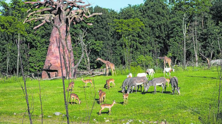 Impalas, Grevyzebras, Säbelantilopenund Netzgiraffen in der Lewa Savannedes Zoo Zürich.