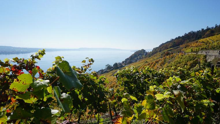 Der Kanton Bern will das Bewusstsein der Öffentlichkeit für die verschiedenen bernischen Weinbaugebiete vom Thuner- bis zum Bielersee (Foto) fördern.