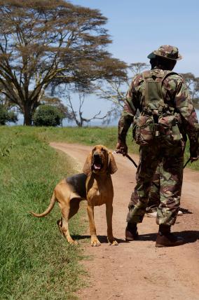 Eine Anti-Wilderer-Einheit ist mit Bluthunden im Einsatz.