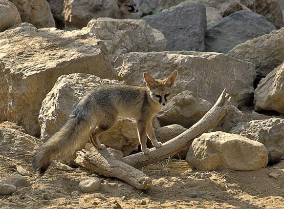 Der Afghanfuchs (Vuples cana) ist neben dem Fennek einer der kleinsten Vertreter der Gattung Vulpes. Er lebt in Zentralasien und im Nahen Osten.