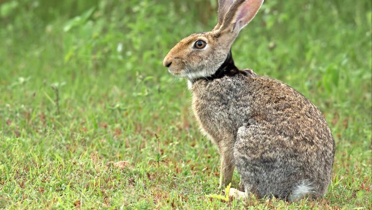 Schwarznackenhase (Lepus nigricollis):Auch sein Name ist rasch erklärt. Der sehr schüchterne Schwarznackenhase ist in Indien und Sri Lanka zu Hause. Während der Monsunzeit ist die Geburtenrate bei ihm besonders hoch; offenbar bleiben die Tiere dann am liebsten in ihren Verstecken und warten auf das Ende der Regenzeit.