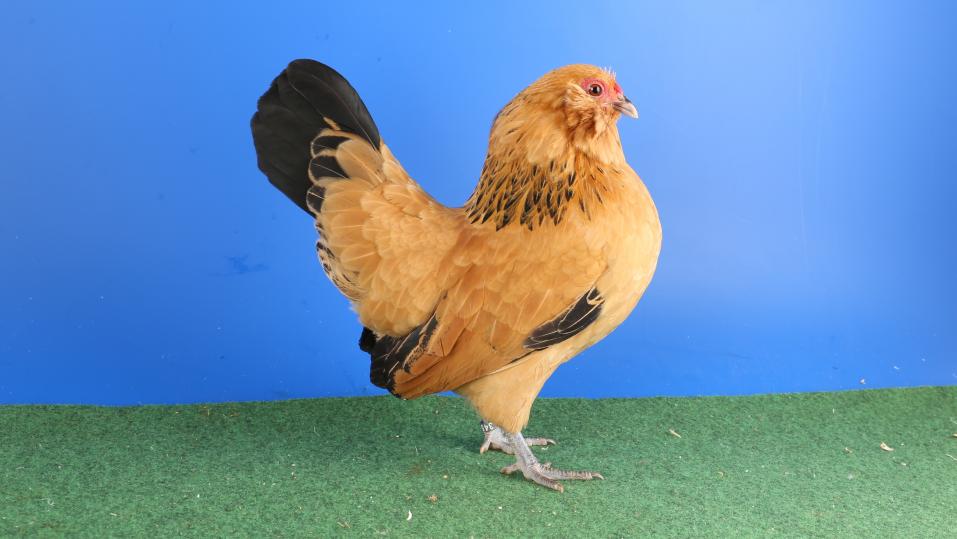 Die Fächerung des Schwanz der Hennen soll etwa zwei bis drei Steuerfedern breit sein.
