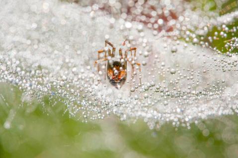Ebenfalls aus Tschechien kommt Alexandr Štěrba. Sein Foto zeigt eine Spinne im nassen Netz.