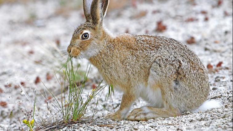 Präriehase (Lepus townsendii): Wer den Präriehasen im Winter antrifft, sieht– je nachdem, wo er sich befindet– eine ganz andere Farbe. Während das Fell im milden Kalifornien nur einen etwas helleren Braun
ton annimmt, werden die Hasen im südlichen Kanada fast komplett weiss. Nur die Ohrenspitzen bleiben schwarz.