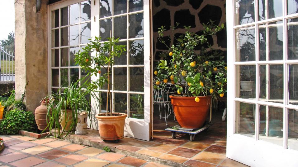 Auf Terrassen machen sich mediterrante Kübelpflanzen besonders gut.
