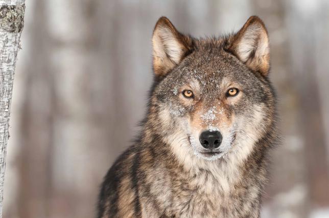 Die zweitgrösste Gattung unter den Hunden ist die Gattung der Wolfs- und Schakalartigen (Canis). Gut bekannt ist uns natürlich der Wolf (Canis lupus), der gleichzeitig auch der grösste aller Hunde ist. Von ihm stammen die Haushunde ab und ebenso die Dingos, die ebenfalls einst Haushunde waren, aber seit Jahrhunderten in Australien verwildert leben.