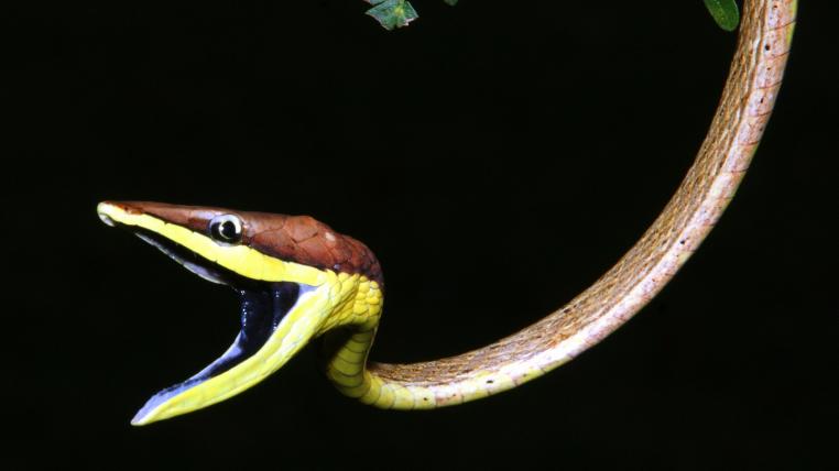 Schlangen, wie diese Spitzkopfnatter, üben eine unheimliche Faszination auf Menschen aus.
