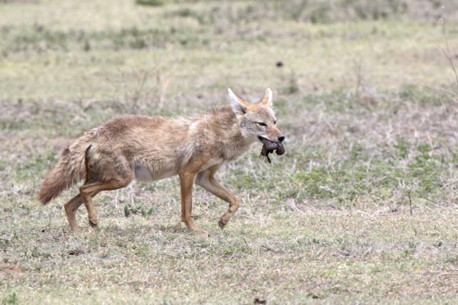 Erst 2015 wurde er «entdeckt», der Afrikanische Goldwolf (Canis Anthus). Man wusste natürlich, dass er da war, dachte aber bis dahin, dass es sich um die afrikanische Population des Goldschakals handelte. Genetische Analysen ergaben jedoch, dass der Afrikanische Goldwolf eine neue, eigene Art ist und dass der Goldschakal in Afrika gar nicht vorkommt.
