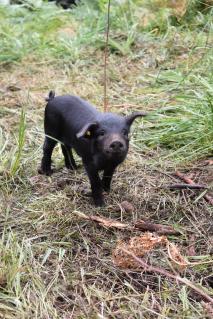 Kleine Muttersäuchen: DieSchwarzen Alpenschweine beschützen ihre Ferkel. «Als eines beim Setzen der Ohrenmarken heftig schrie, hat sie mich in den Oberschenkel gebissen», erzählt Züchter Markus Renner.