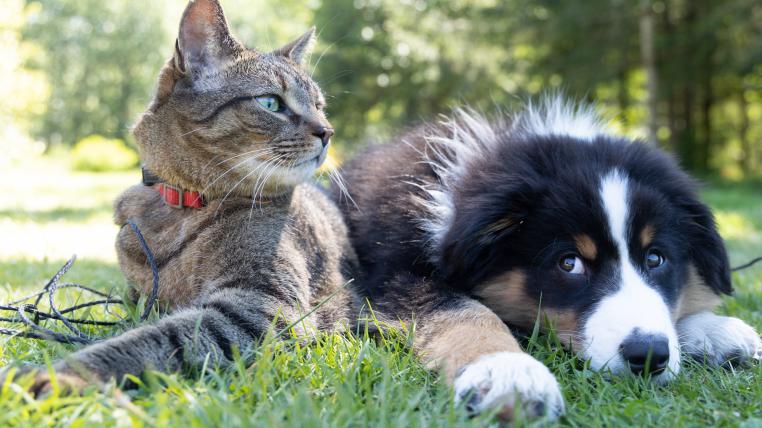 Rückzugsmöglichkeiten und genügend Platz sind entscheidend für das Zusammenleben von Katz und Hund.