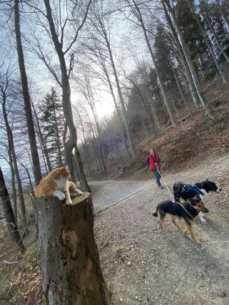 Auch Baumstrünke haben es Ruby angetan. Den Hunden tue die Entschleunigung gut, sagt Candreia.