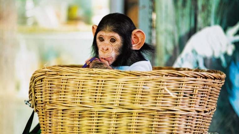 Schimpansen sind unsere nächsten Verwandten – und waren deshalb früher begehrte Forschungsobjekte für Sprachexperimente.