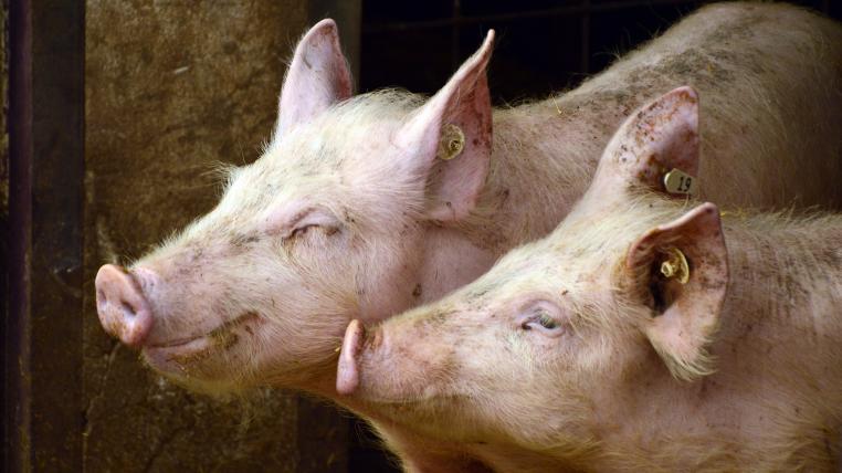 Forscher haben festgestellt, dass glückliche Schweine kürzer und konstantergrunzen.