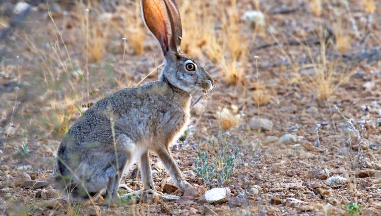 Eselhase (Lepus californicus): Bei ihm fallen auf den ersten Blick die riesigen Ohren auf, die an Eselohren erinnern– daher auch der Name des Eselhasen. Er ist in den zentralen und westlichen USA sowie im nördlichen Mexiko weit verbreitet. Mit seinen langen Beinen kann er aus dem Stand bis zu sechs Meter weit springen.