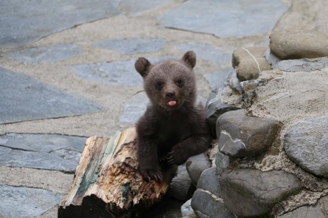 Drei kleine Bärchen im Zoo von Servion - tierwelt.ch | TierWelt