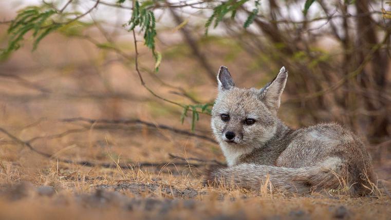 Der Bengalfuchs (Vulpes bengalensis) ist auf dem indischen Subkontinent endemisch und kommt von den Ausläufern des Himalayas bis in die südlichste Spitze der Halbinsel vor.