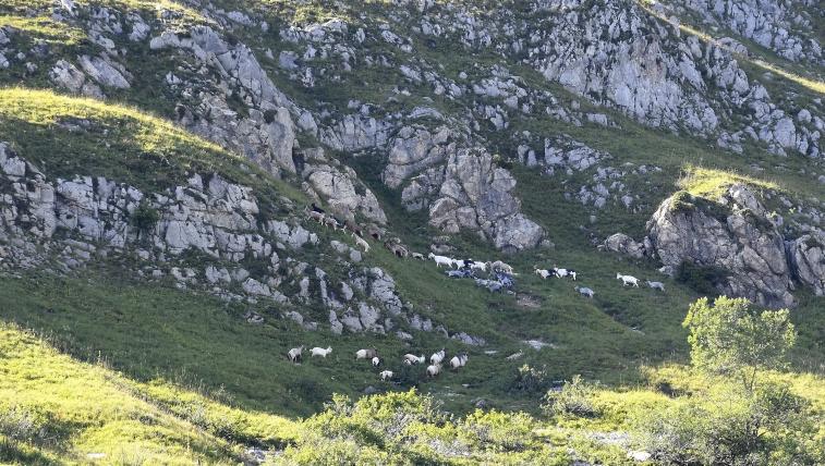 Die bunte Herde auf dem Col de Mosses.