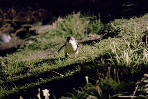 Neuseeland, die Tiere vom Ende der Welt (Arte, 10.25 Uhr. 55 Minuten) Der erste Abstecher führt nach Neuseeland: Aotearoa, «Land der langen weissen Wolke», sonennen die Maoris Neuseeland. Dort leben nur fünf Millionen Menschen, die Naturvielfalt ist noch relativ unberührt. Viele Tierarten sind dort zu finden, aber einige sind vom Aussterben bedroht. Immer mehr Neuseeländer setzen sich für das Überleben ihrer Tiere ein und haben eine Sensibilität für die Einzigartigkeit ihrer Natur entwickelt.