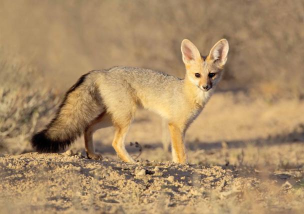 Der Kapfuchs (Vulpes chama) ist ein weiterer Wüstenfuchs. Er lebt allerdings im südlichen Afrika, wo er auch gleichzeitig der einzige Vertreter der echten Füchse ist.